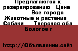 Предлагаются к резервированию › Цена ­ 16 000 - Все города Животные и растения » Собаки   . Тверская обл.,Бологое г.